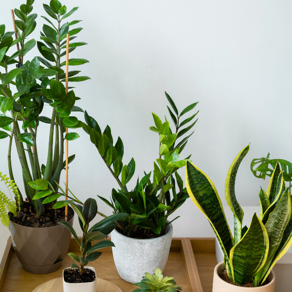 FLORES E PLANTAS