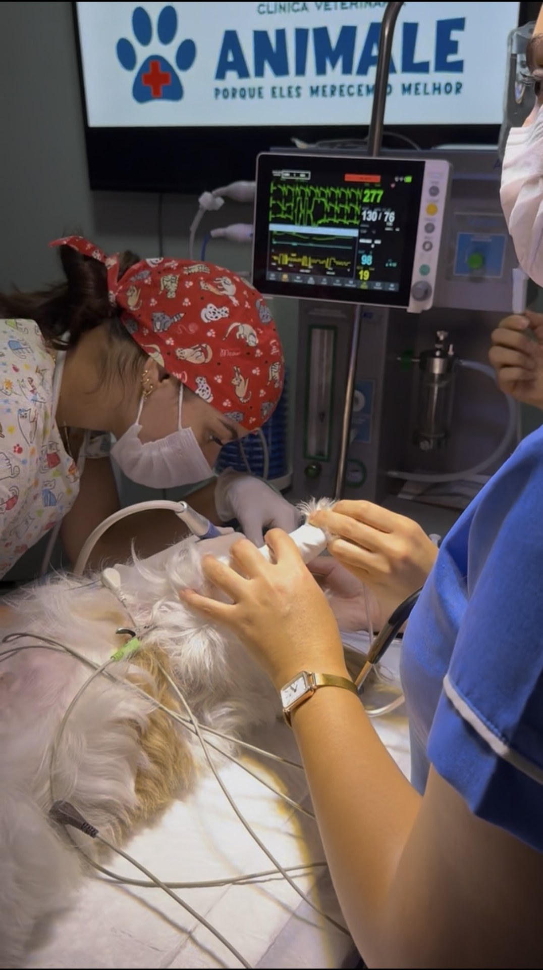 Foto de Animale Clínica Veterinária